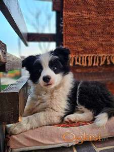 Border Koli, vrhunski štenci